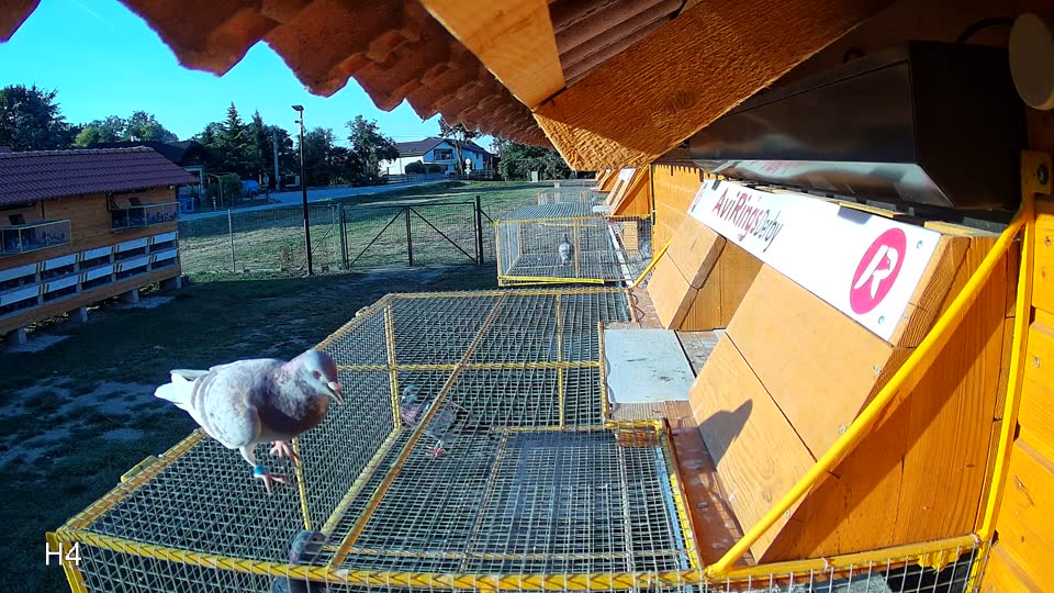 Pigeon Arrival Image For Race Race 2