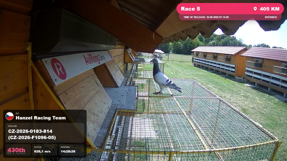 Pigeon Arrival Image For Race Race 5