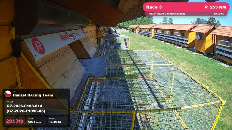 Pigeon Arrival Image For Race Race 3