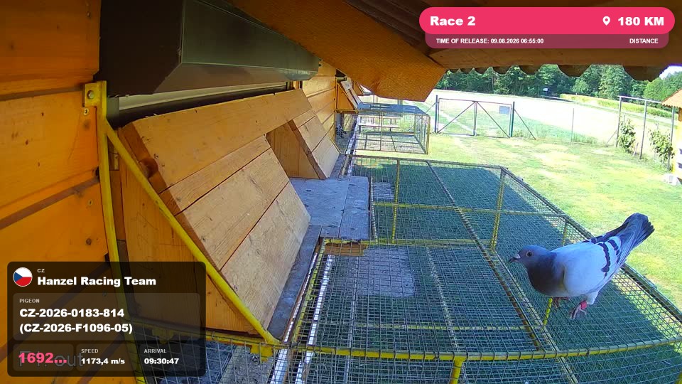 Pigeon Arrival Image For Race Race 2