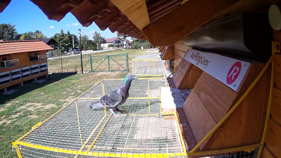 Pigeon Arrival Image For Race Race 4