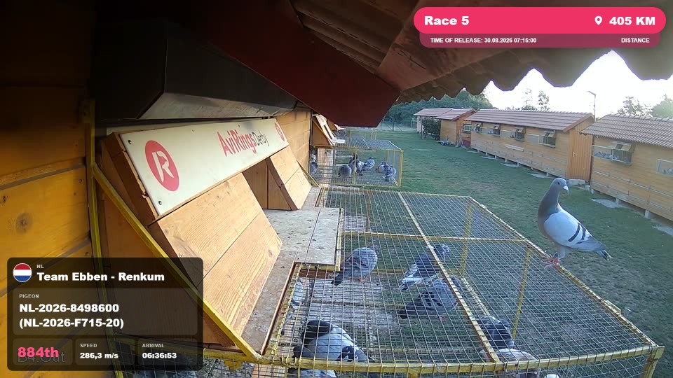 Pigeon Arrival Image For Race Race 5