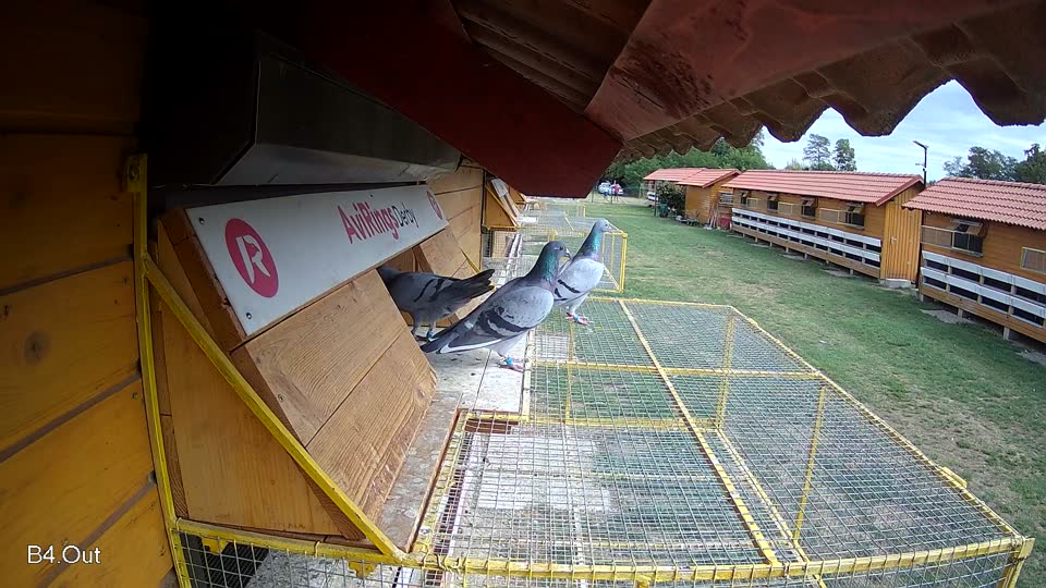 Pigeon Arrival Image For Race Race 4