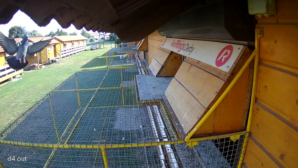 Pigeon Arrival Image For Race Race 1