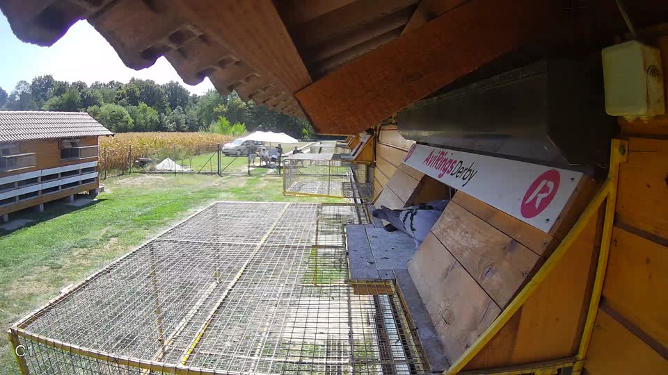 Pigeon Arrival Image For Race Race 5