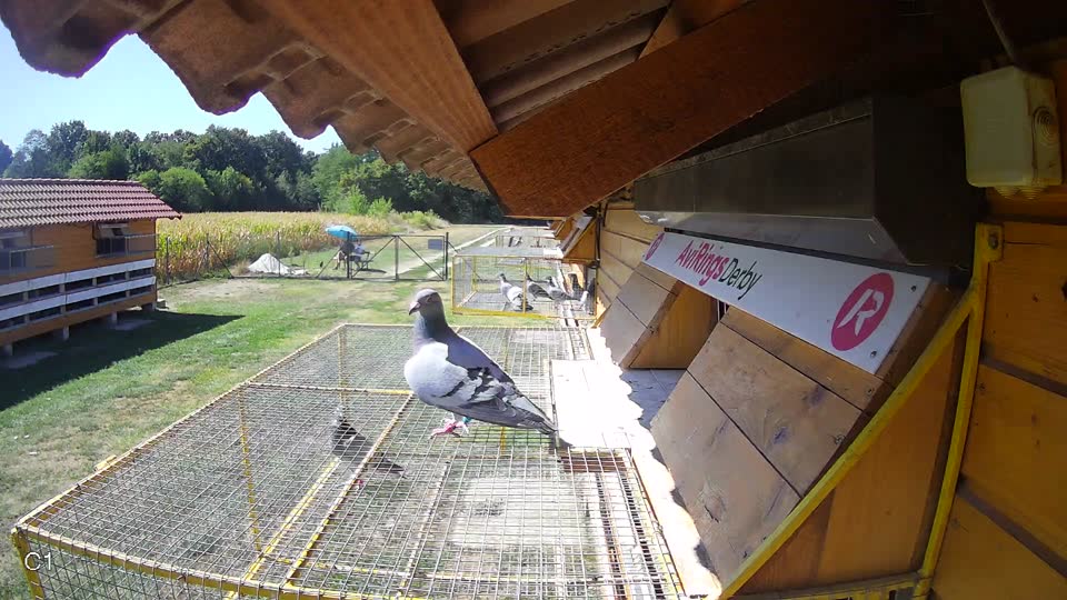 Pigeon Arrival Image For Race Race 3