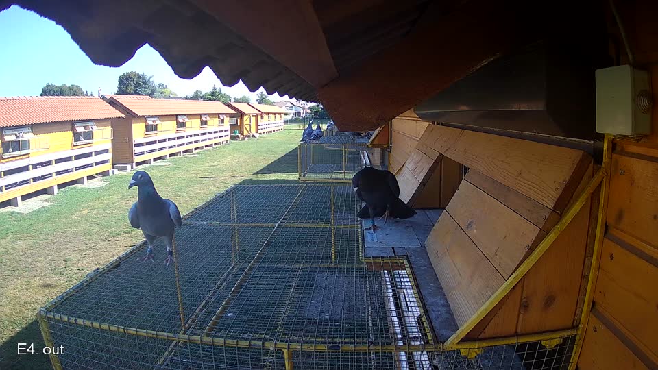 Pigeon Arrival Image For Race Race 2