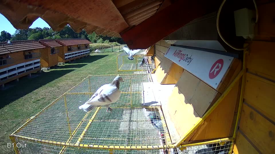Pigeon Arrival Image For Race Race 2