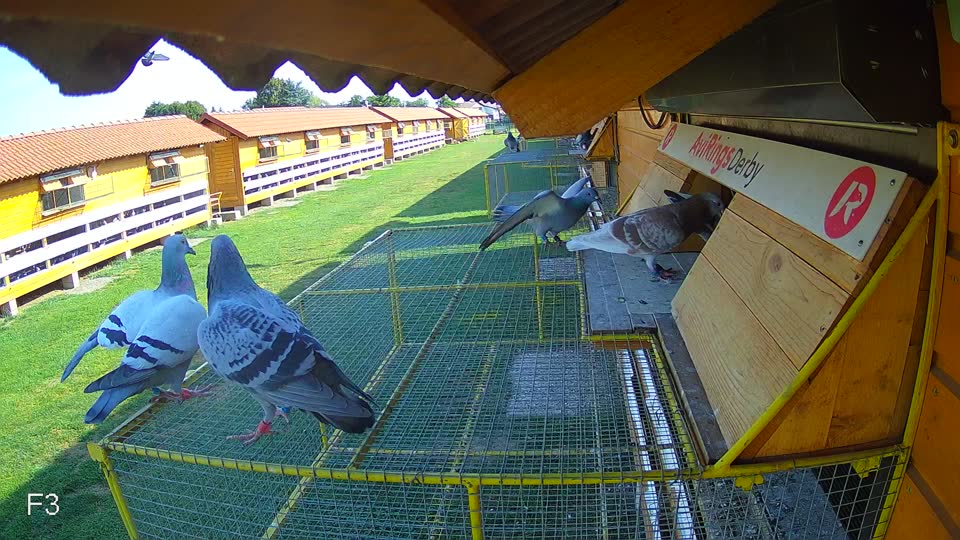 Pigeon Arrival Image For Race Race 1