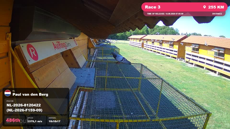Pigeon Arrival Image For Race Race 3