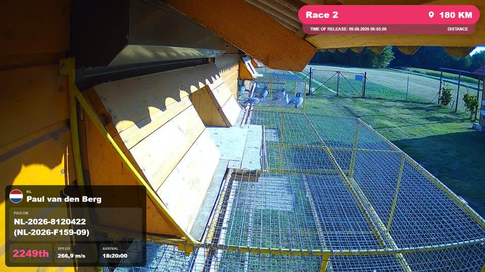 Pigeon Arrival Image For Race Race 2