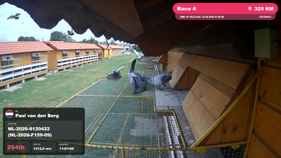 Pigeon Arrival Image For Race Race 4