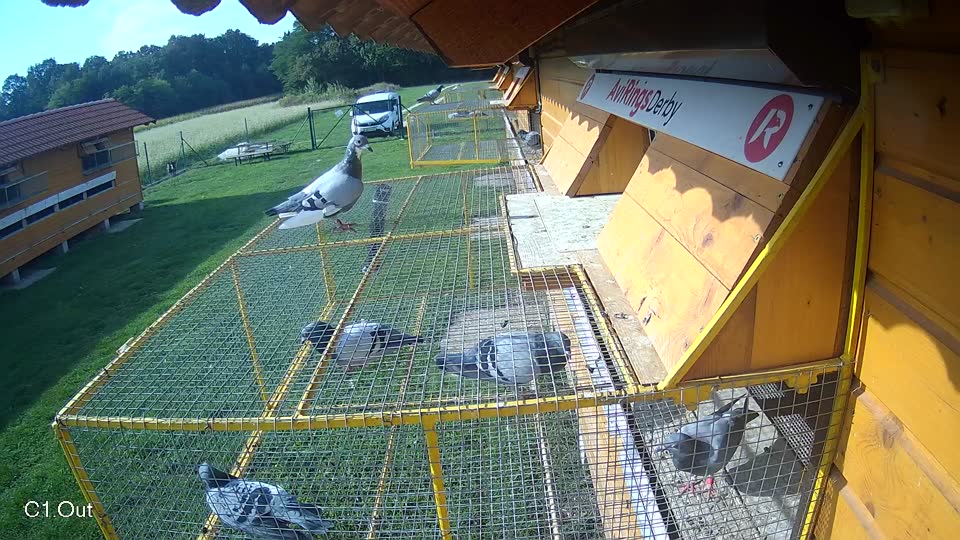 Pigeon Arrival Image For Race Final race 1