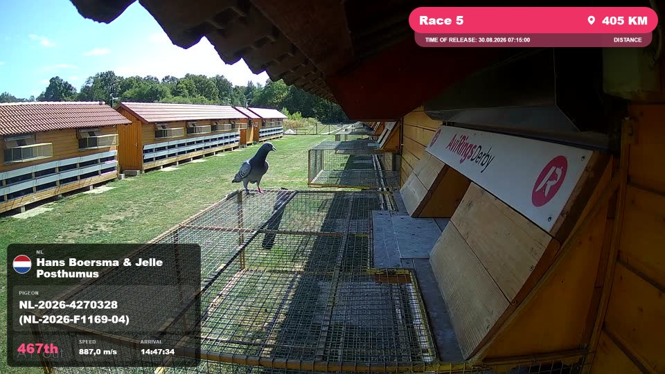Pigeon Arrival Image For Race Race 5
