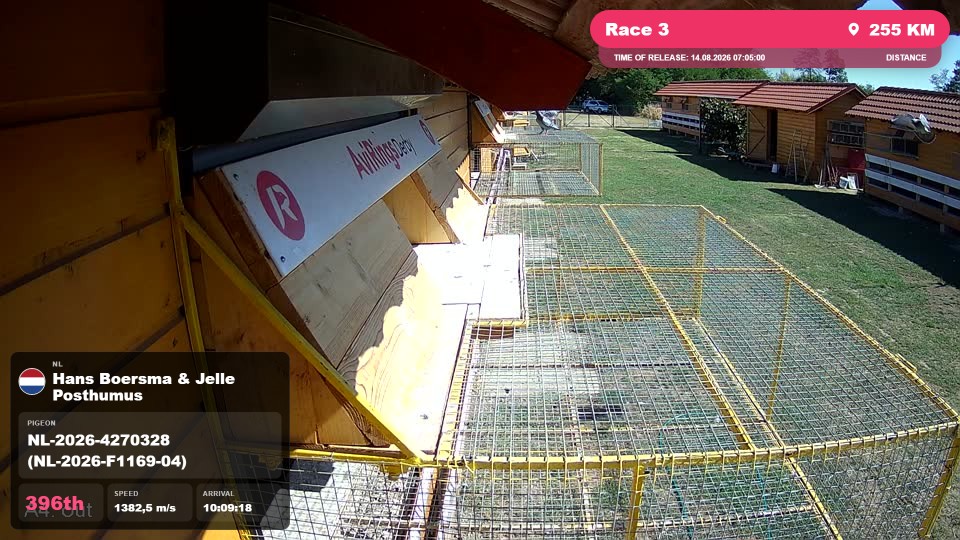 Pigeon Arrival Image For Race Race 3