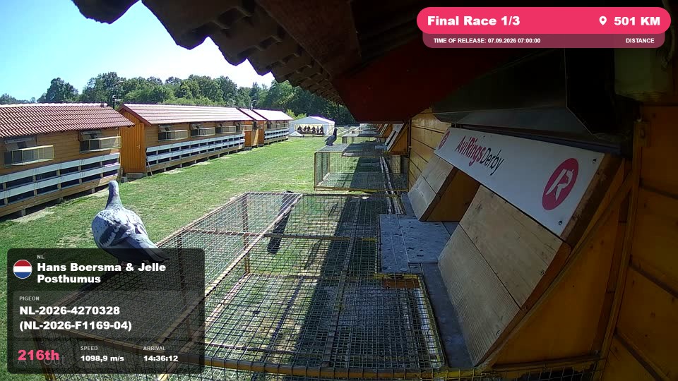 Pigeon Arrival Image For Race Final Race 1/3