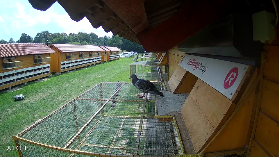 Pigeon Arrival Image For Race Race 6