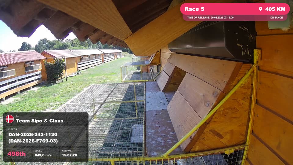 Pigeon Arrival Image For Race Race 5