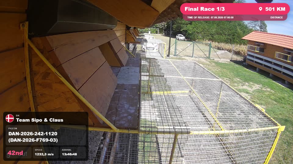 Pigeon Arrival Image For Race Final Race 1/3