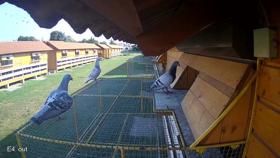 Pigeon Arrival Image For Race Race 1