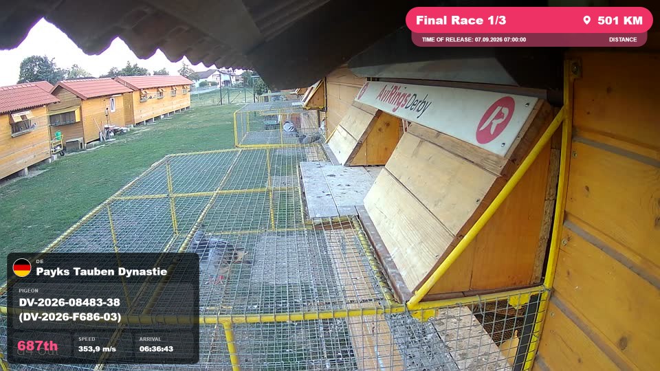 Pigeon Arrival Image For Race Final Race 1/3