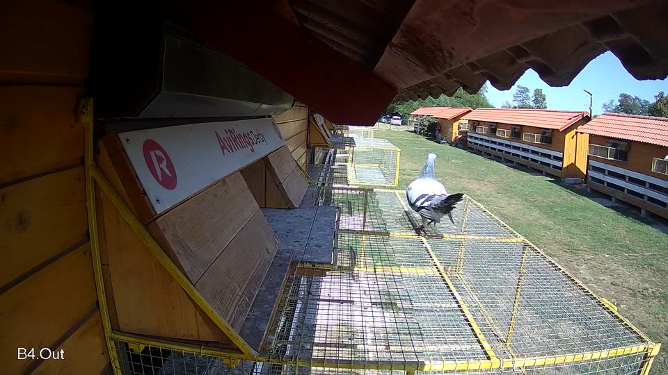 Pigeon Arrival Image For Race Race 5