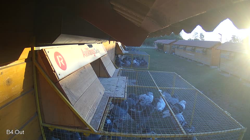 Pigeon Arrival Image For Race Race 3