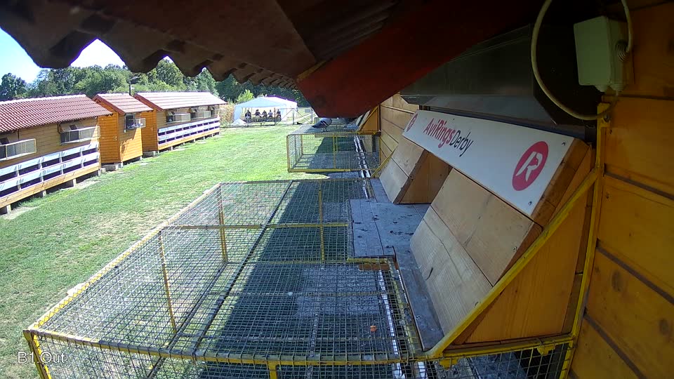 Pigeon Arrival Image For Race Final Race 1/3