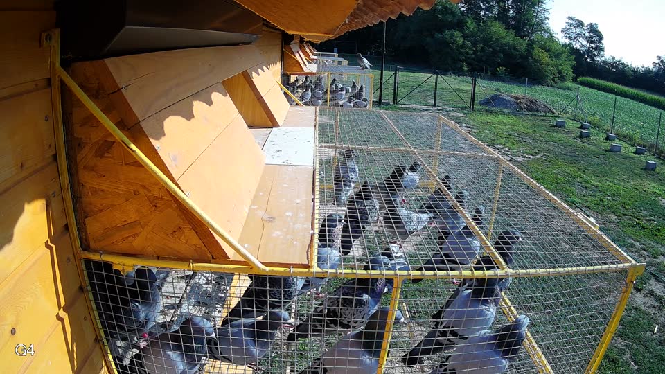 Pigeon Arrival Image For Race Race 3