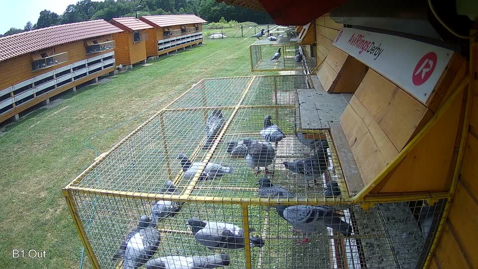 Pigeon Arrival Image For Race Race 3