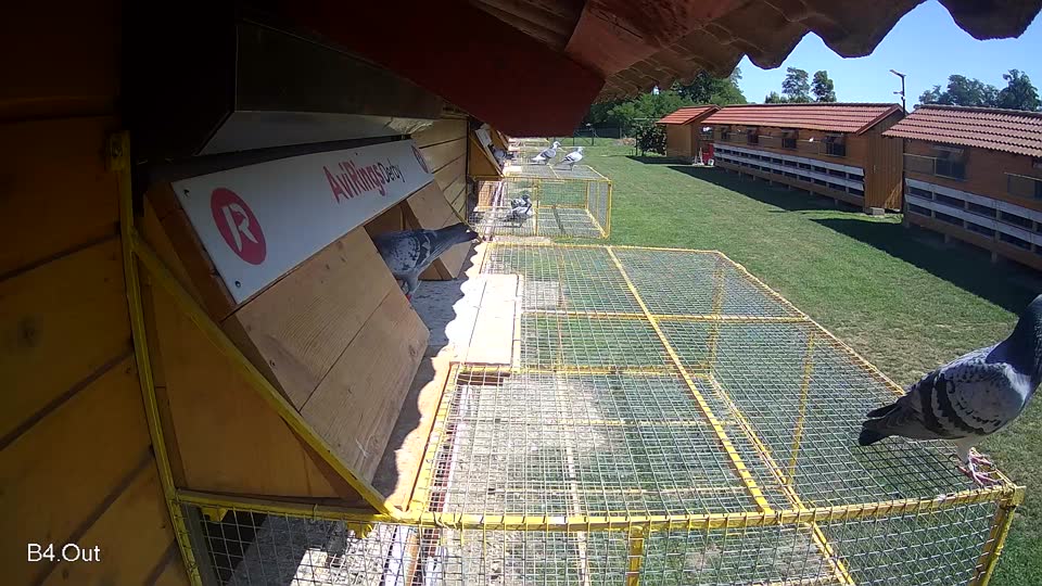 Pigeon Arrival Image For Race Race 2
