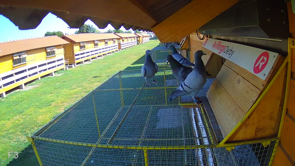 Pigeon Arrival Image For Race Race 2