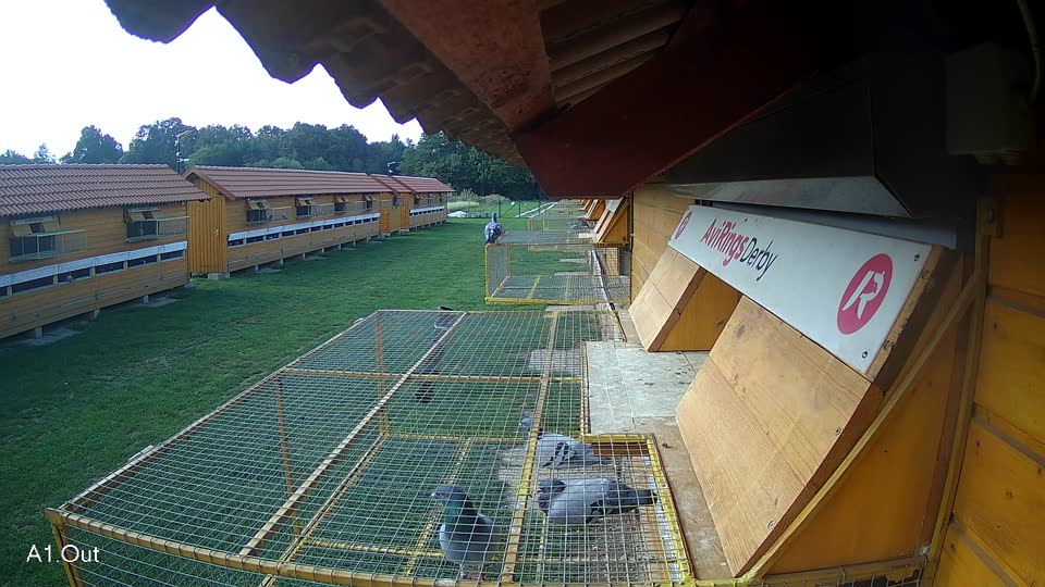 Pigeon Arrival Image For Race Final race 1