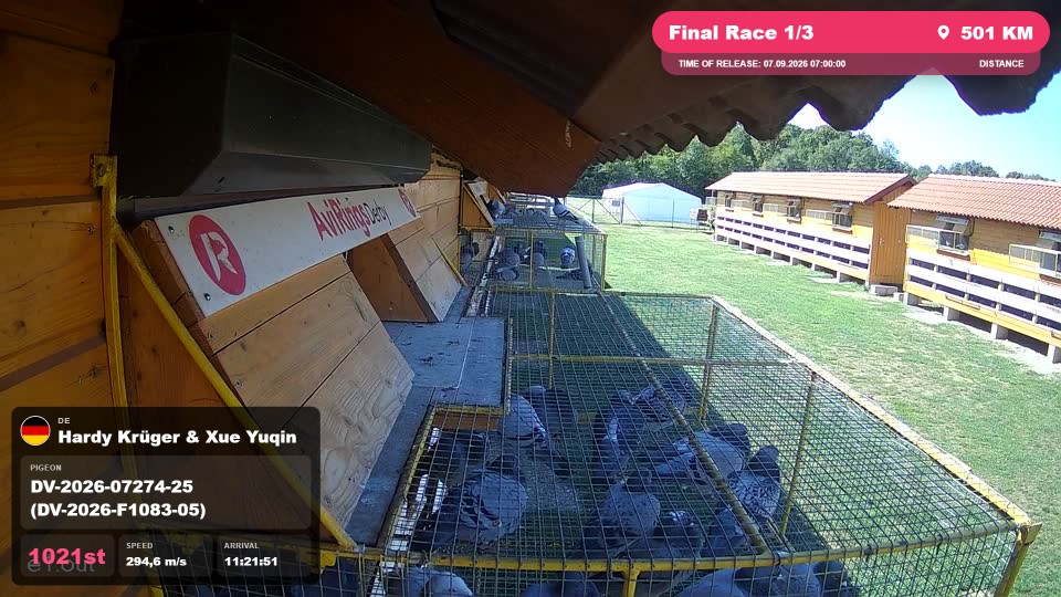 Pigeon Arrival Image For Race Final Race 1/3