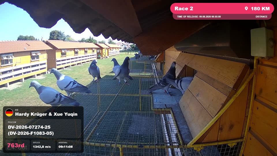 Pigeon Arrival Image For Race Race 2