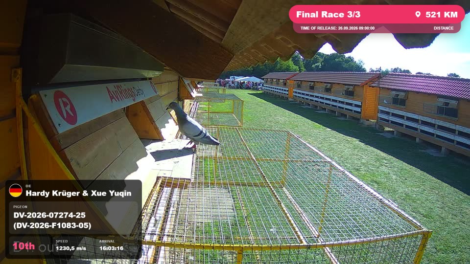 Pigeon Arrival Image For Race Final Race 3/3