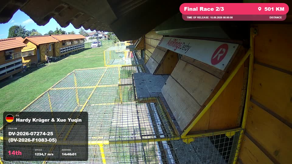 Pigeon Arrival Image For Race Final Race 2/3