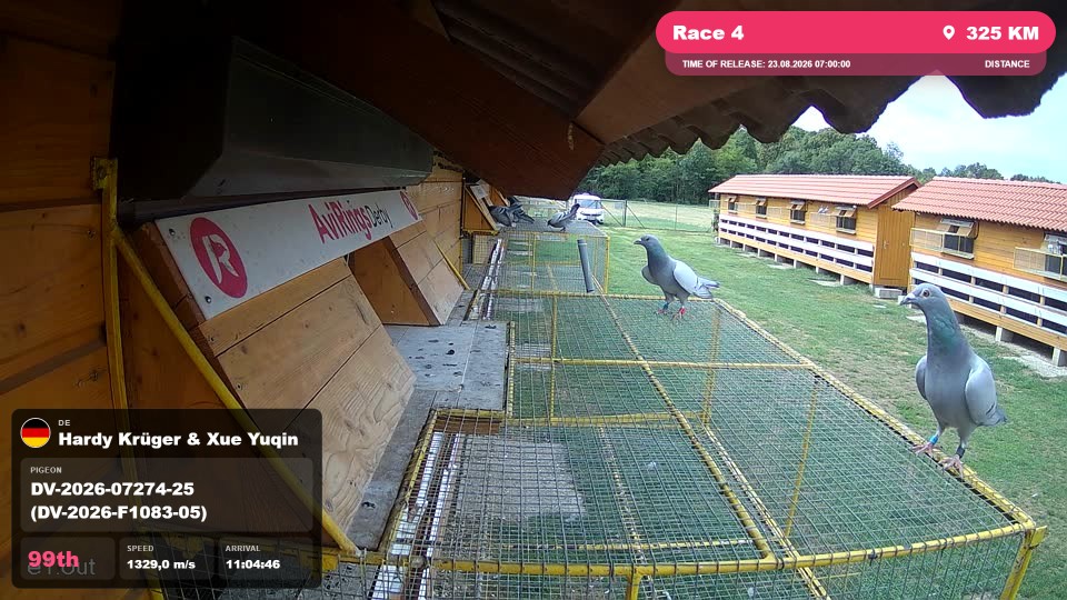 Pigeon Arrival Image For Race Race 4