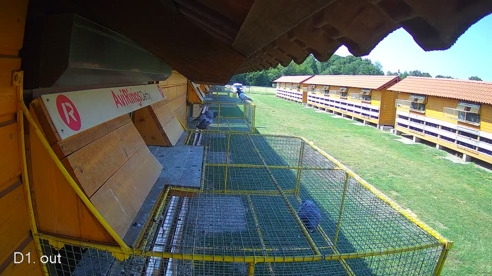 Pigeon Arrival Image For Race Race 1