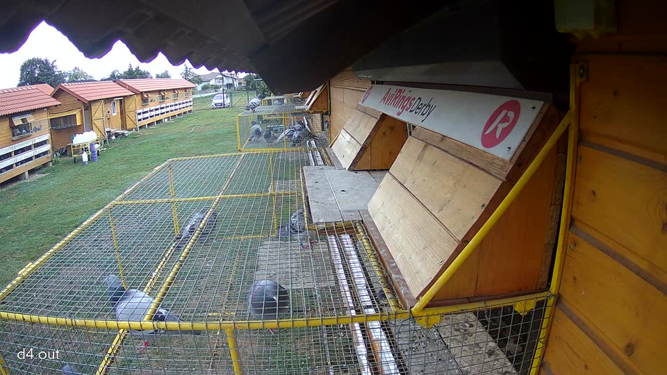 Pigeon Arrival Image For Race Race 5