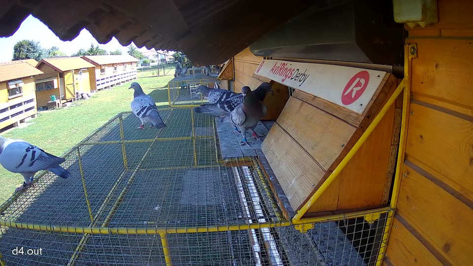 Pigeon Arrival Image For Race Race 2