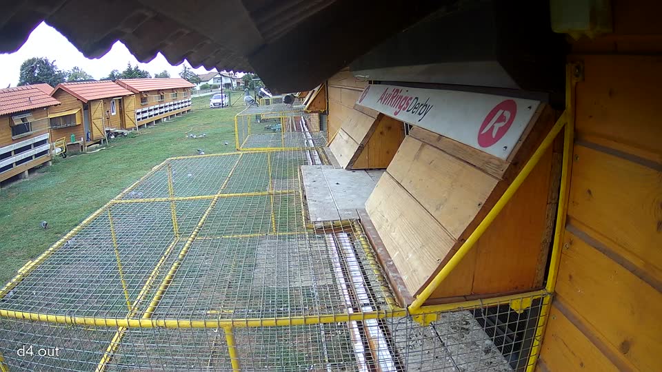 Pigeon Arrival Image For Race Race 5