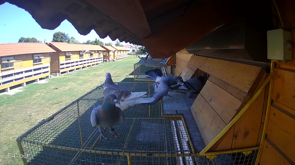 Pigeon Arrival Image For Race Race 3