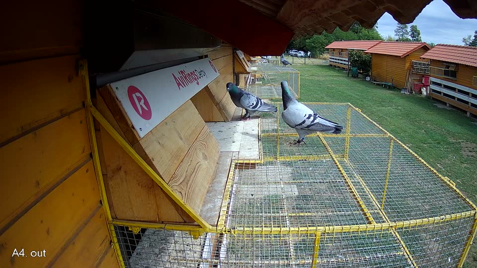 Pigeon Arrival Image For Race Race 4