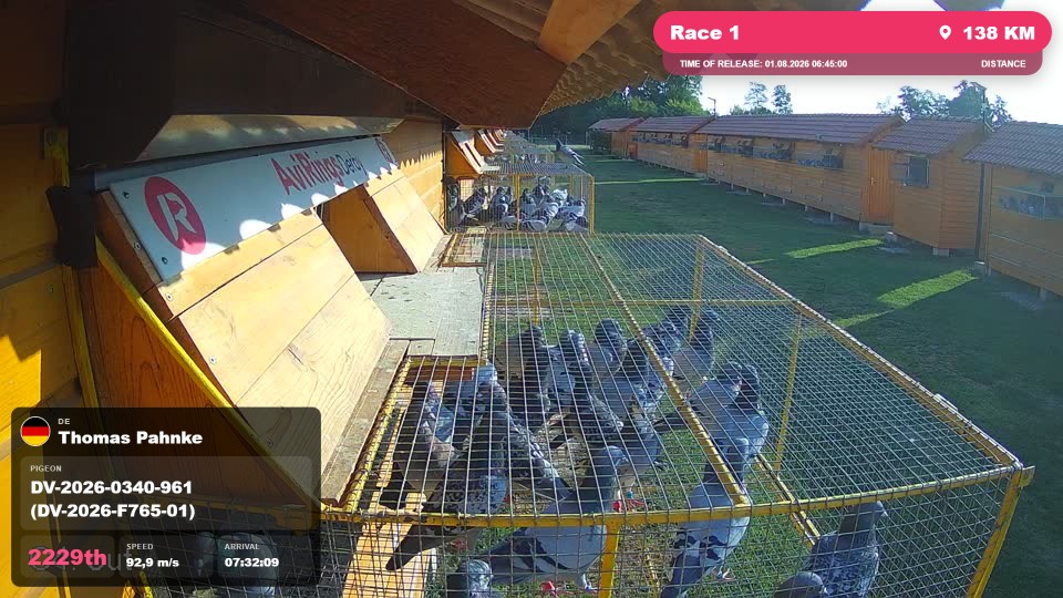 Pigeon Arrival Image For Race Race 1