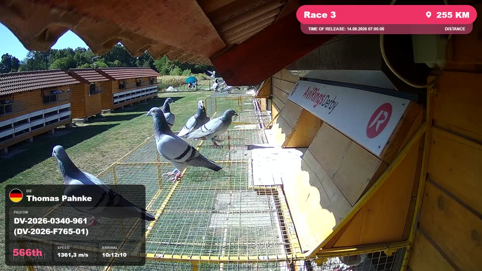 Pigeon Arrival Image For Race Race 3