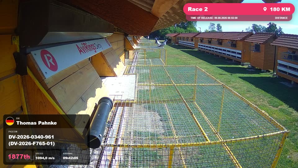 Pigeon Arrival Image For Race Race 2