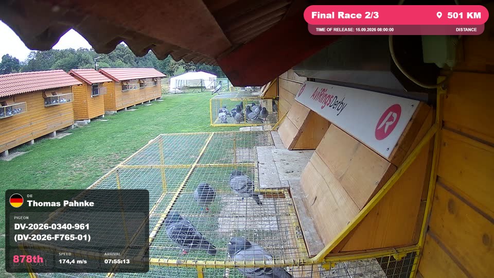Pigeon Arrival Image For Race Final Race 2/3