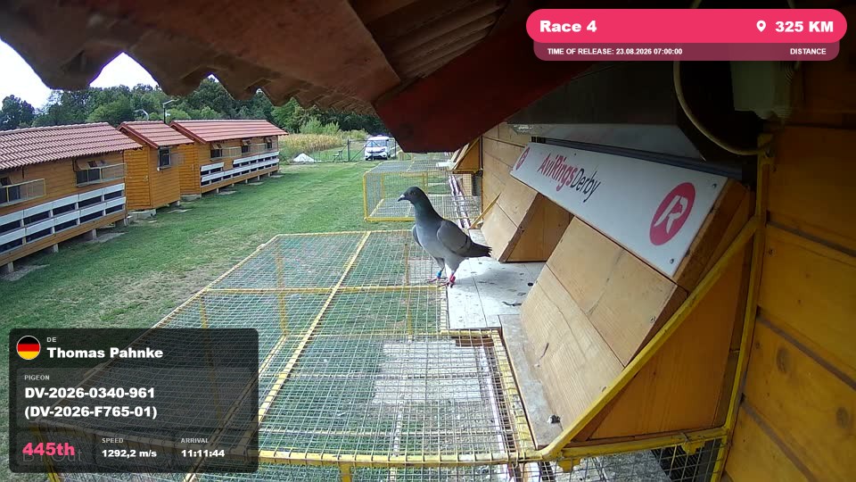 Pigeon Arrival Image For Race Race 4