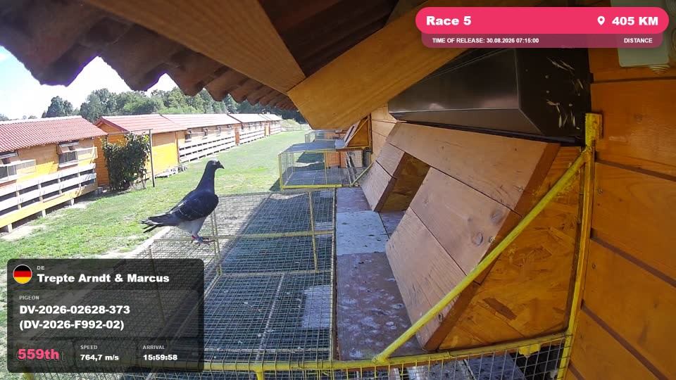 Pigeon Arrival Image For Race Race 5
